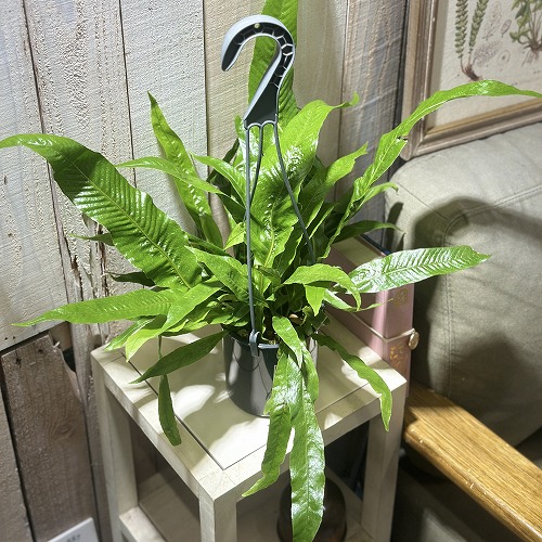 アグラオモルファ コロナンス(シダ) 4号吊り鉢(個体おまかせ1鉢