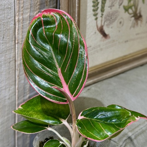 アグラオネマ ロータスデライト 2.5号透明ポット(個体おまかせ1鉢