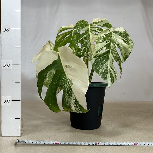 葉傷みあり 斑入りモンステラ ホワイトタイガー(白斑) 5号底面給水鉢