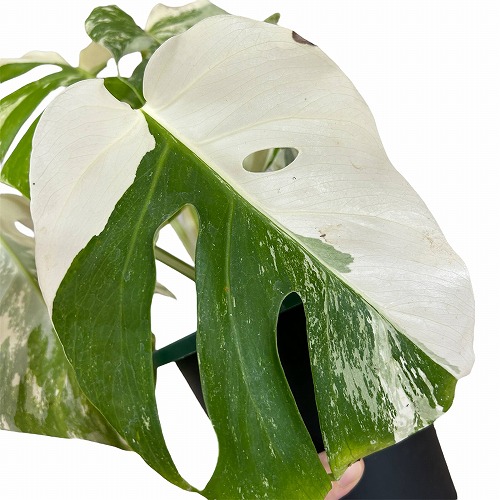 葉傷みあり 斑入りモンステラ ホワイトタイガー(白斑) 5号底面給水鉢