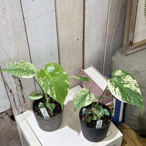 モンステラ ホワイトモンスター 3号(個体おまかせ1鉢)｜芳樹園