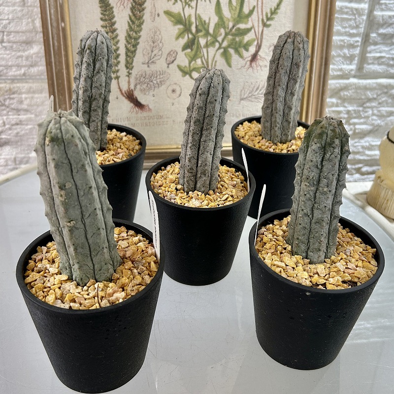 ユーフォルビア アブデルクリ 3.5号鉢(個体おまかせ1鉢)｜芳樹園