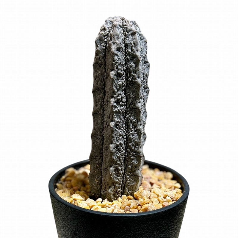 ユーフォルビア アブデルクリ 3.5号鉢(個体おまかせ1鉢)｜芳樹園