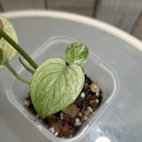 斑入りモンステラ ホワイトモンスター(天津蘭) 3.5号ロング透明鉢(現品