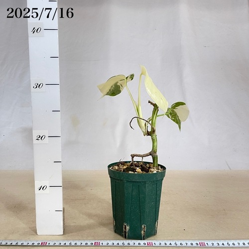 モンステラ ホワイトタイガー 4号スリット鉢 個体C｜芳樹園オンライン