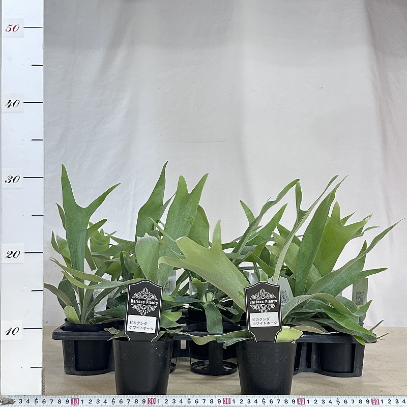 コウモリラン(ビカクシダ) ホワイトホーク 3号(個体おまかせ1鉢