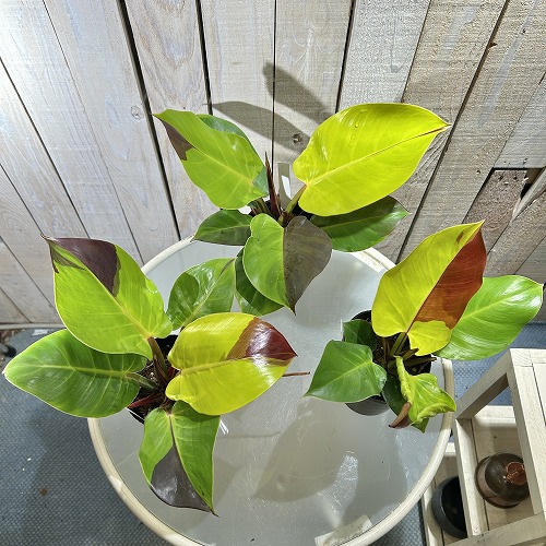 フィロデンドロン インペリアル イエローフレーム 3.5号ロングポット