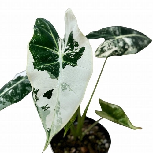 アロカシア グリーンベルベット 斑入り(グリーンバタフライ) 3.5号