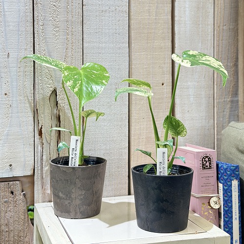 モンステラ ホワイトモンスター 3号(個体おまかせ1鉢)｜芳樹園