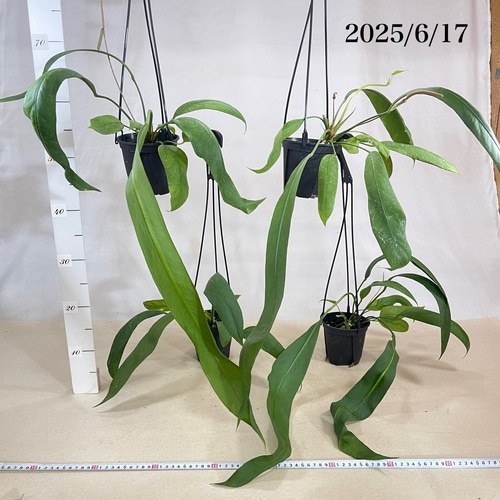 アンスリウム ビッタリフォリウム 4号スリット吊り鉢(個体おまかせ1鉢