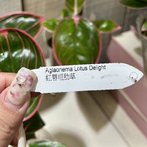 アグラオネマ ロータスデライト 2.5号透明ポット(個体おまかせ1鉢