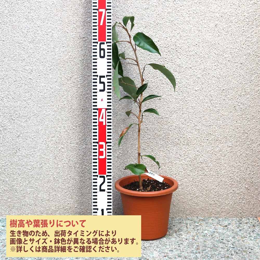ライチ 玉荷包(ぎょくかほう)とり木大苗 Lサイズ 4～5年生苗 」【6号
