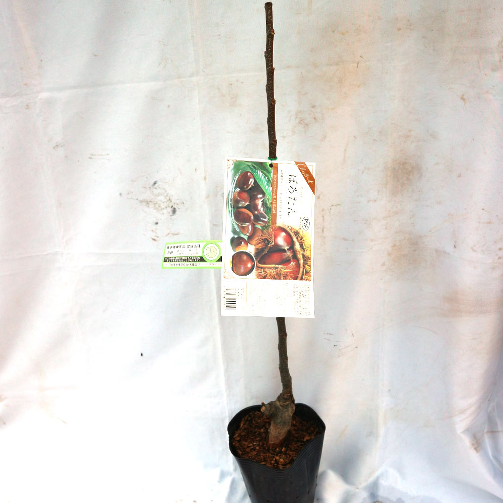 ぽろたん”渋皮がむきやすい栗の苗木 12～15cmポット接木苗 1本売り