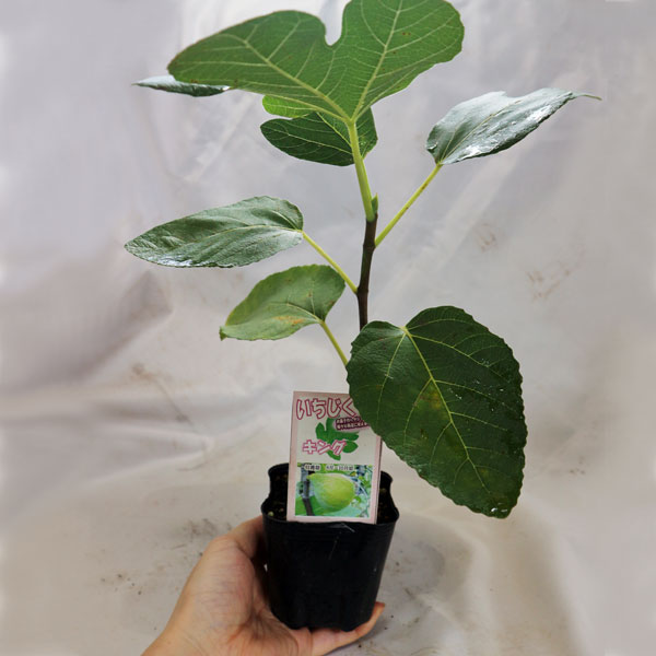 イチジク ザ・キング【果樹苗9cmポット／2個セット】｜ 【植物の