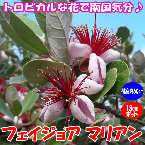 フェイジョア マリアン:花も美しい庭園向き果樹 18cmポット:樹高約60cm