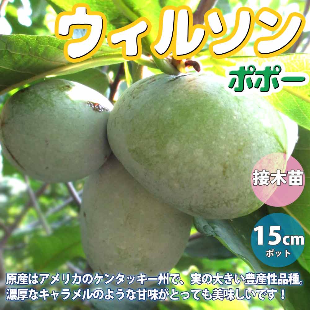 ポポー 品種：ウイルソン【果樹苗 2年生 接木苗 5号鉢／1個】｜ 【植物