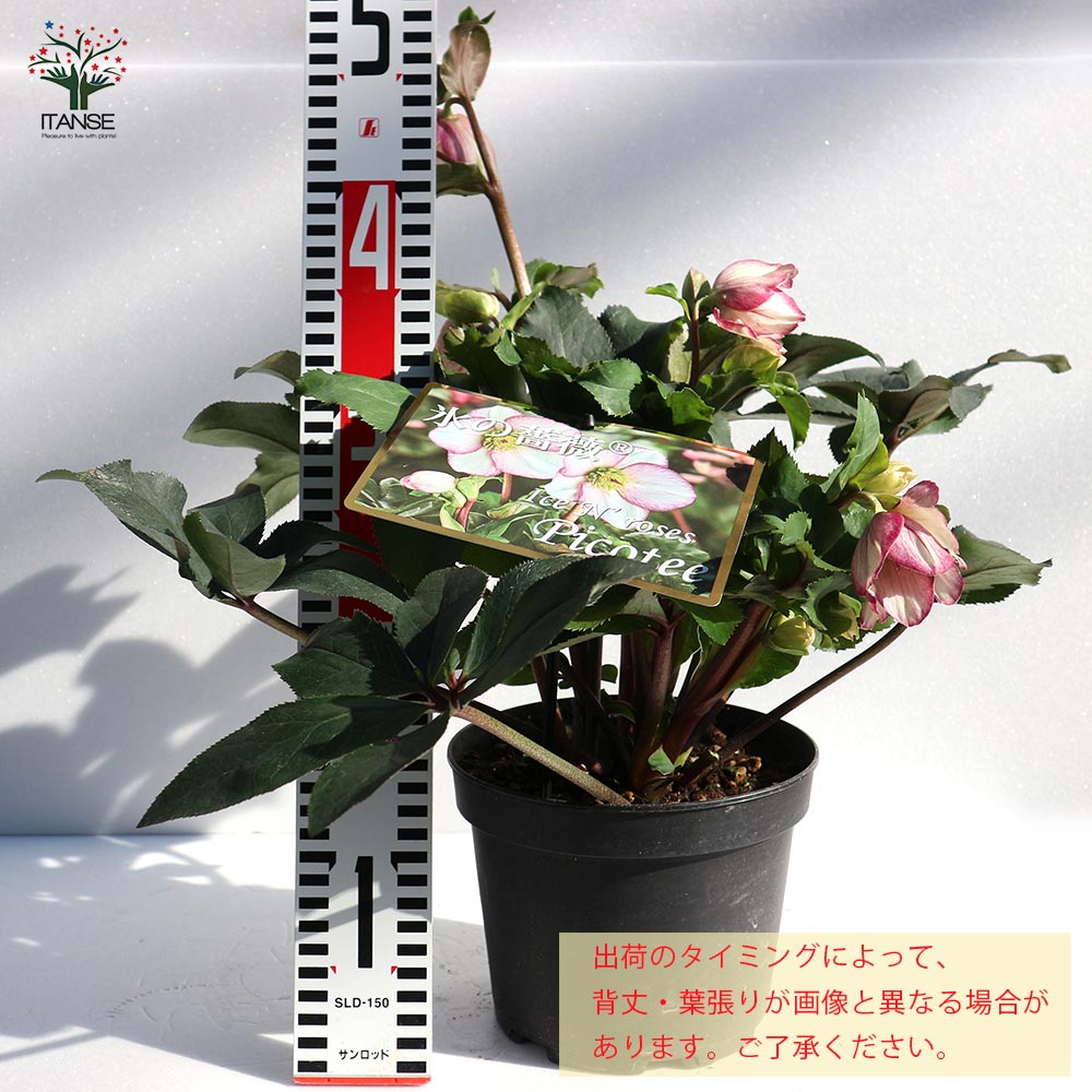 クリスマスローズ HGC IceN'roses 氷の薔薇：ピコティー【花苗 6号