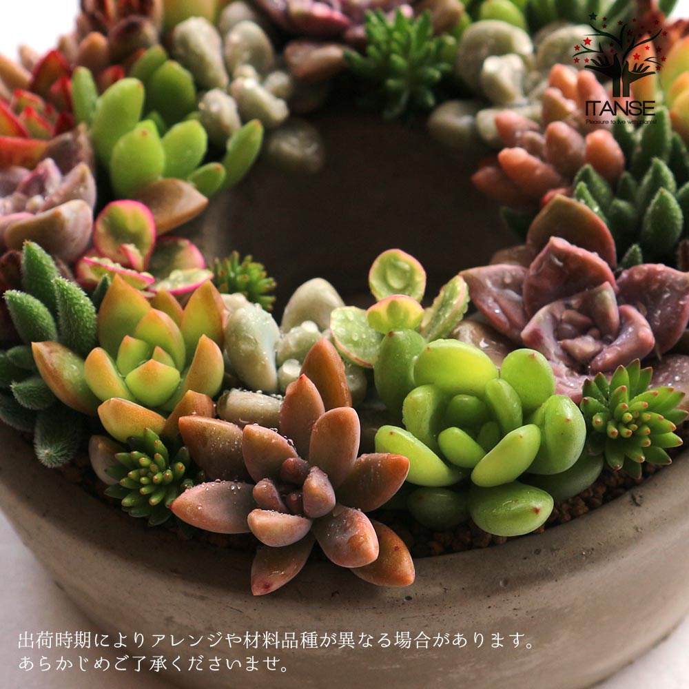 多肉植物 寄せ植え succulent wreath M(多肉リースM)【多肉植物 サイズ