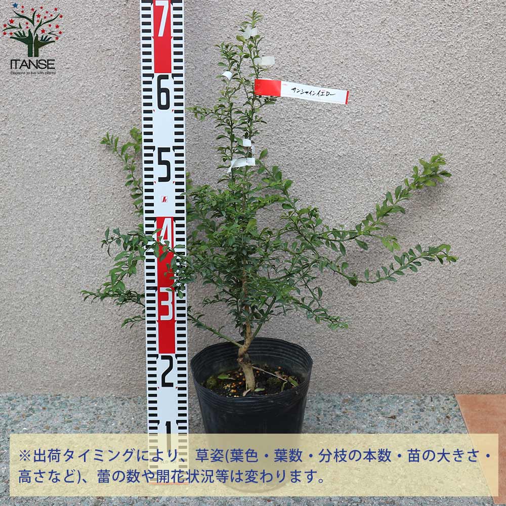 フィンガーライムの苗 サンシャインイエロー【果樹の苗木 18cmポット