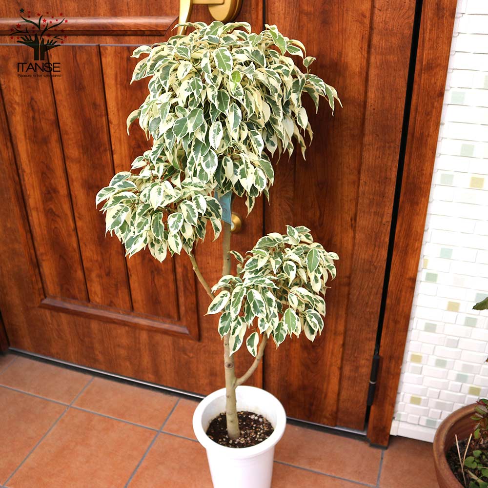 フィカス ベンジャミン スターライトビューティークイーン 大型 【観葉