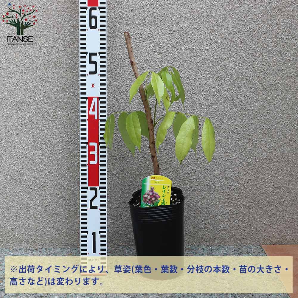 ライチの苗木 玉荷包(ぎょくかほう)【果樹の苗木 13.5cm 取り木苗／1個
