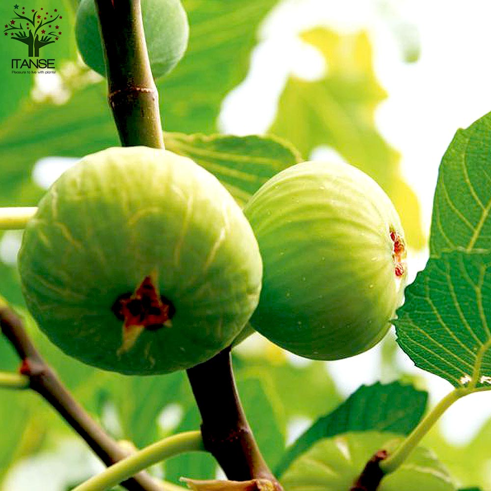 イチジクの苗木 ホワイトゼノア【果樹の苗木 12～15cmポット 1年生