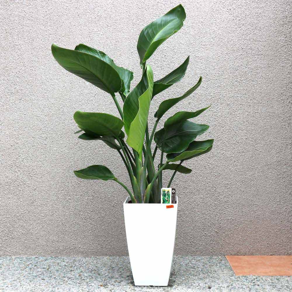 ストレリチア・オーガスタ【大型 観葉植物 8号鉢／Mサイズ1個