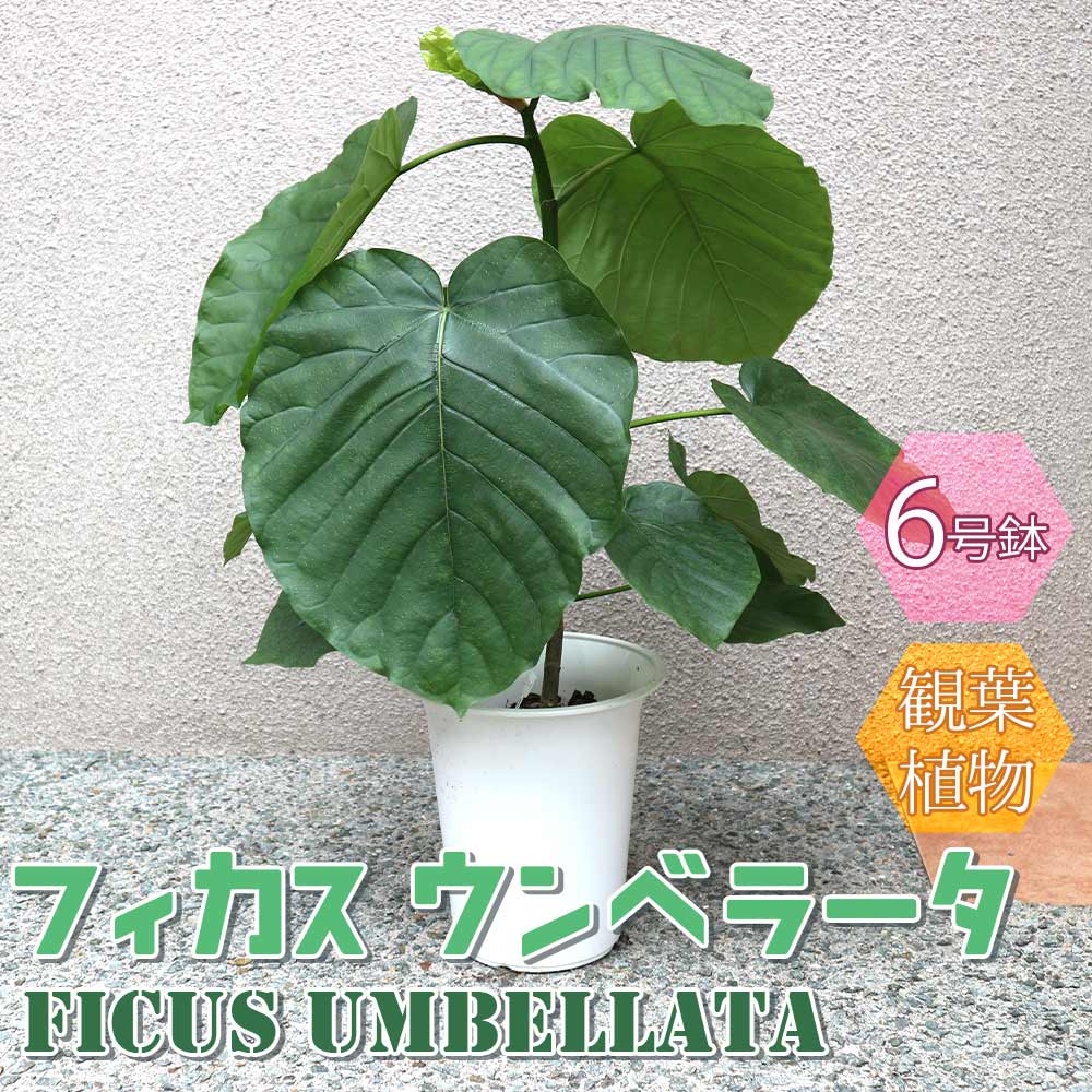 フィカス ウンベラータ ゴムの木の仲間【観葉植物 6号鉢／1個