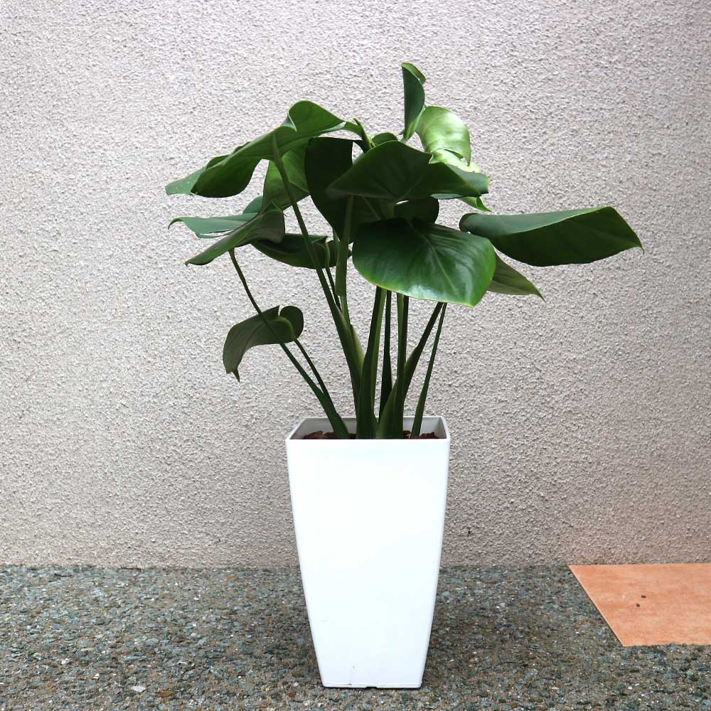 モンステラ【中型 観葉植物 7号鉢／1個】｜ 【植物のITANSE