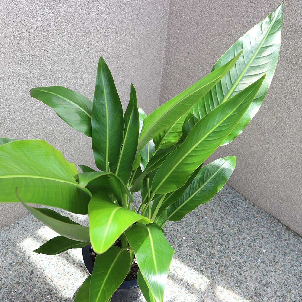 タビビトノキ (旅人の木)【中型 観葉植物 8号鉢／1個】｜ 【植物の