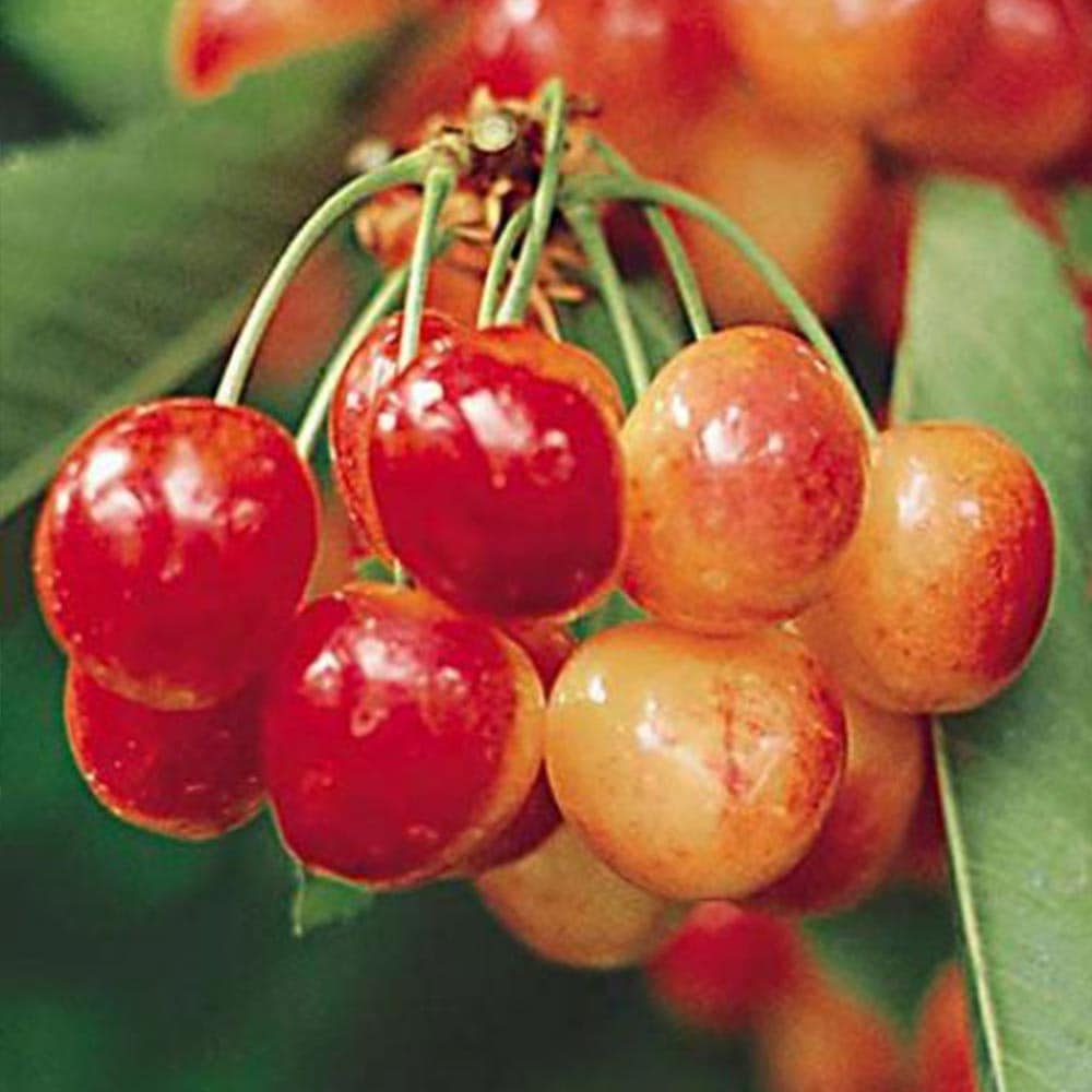 さくらんぼの苗木 ナポレオン【果樹苗 2年生 接木苗12～15cmポット／1