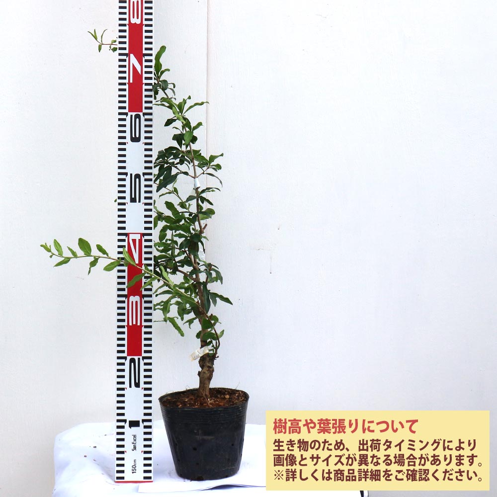 ザクロの苗木 アークデニス【果樹苗 2年生 接木苗15cmポット／1個