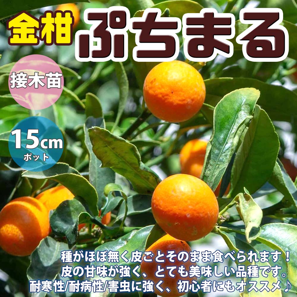 金柑の苗木 ぷちまる【果樹苗 1年生 接木苗12～15cmポット／1個