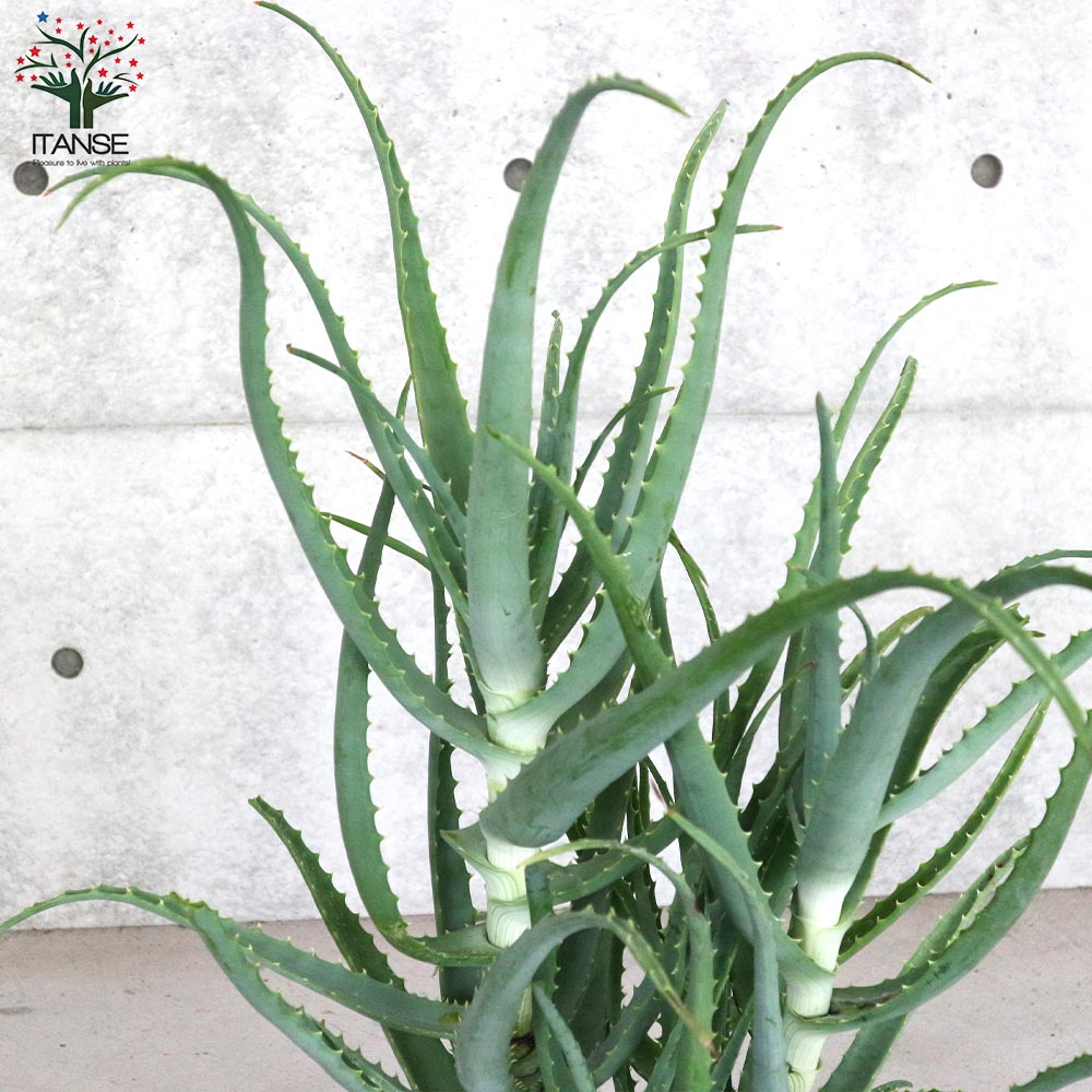 アロエ 木立アロエ【多肉植物 6号鉢大苗 ハーブ苗／1個売り】｜ 【植物