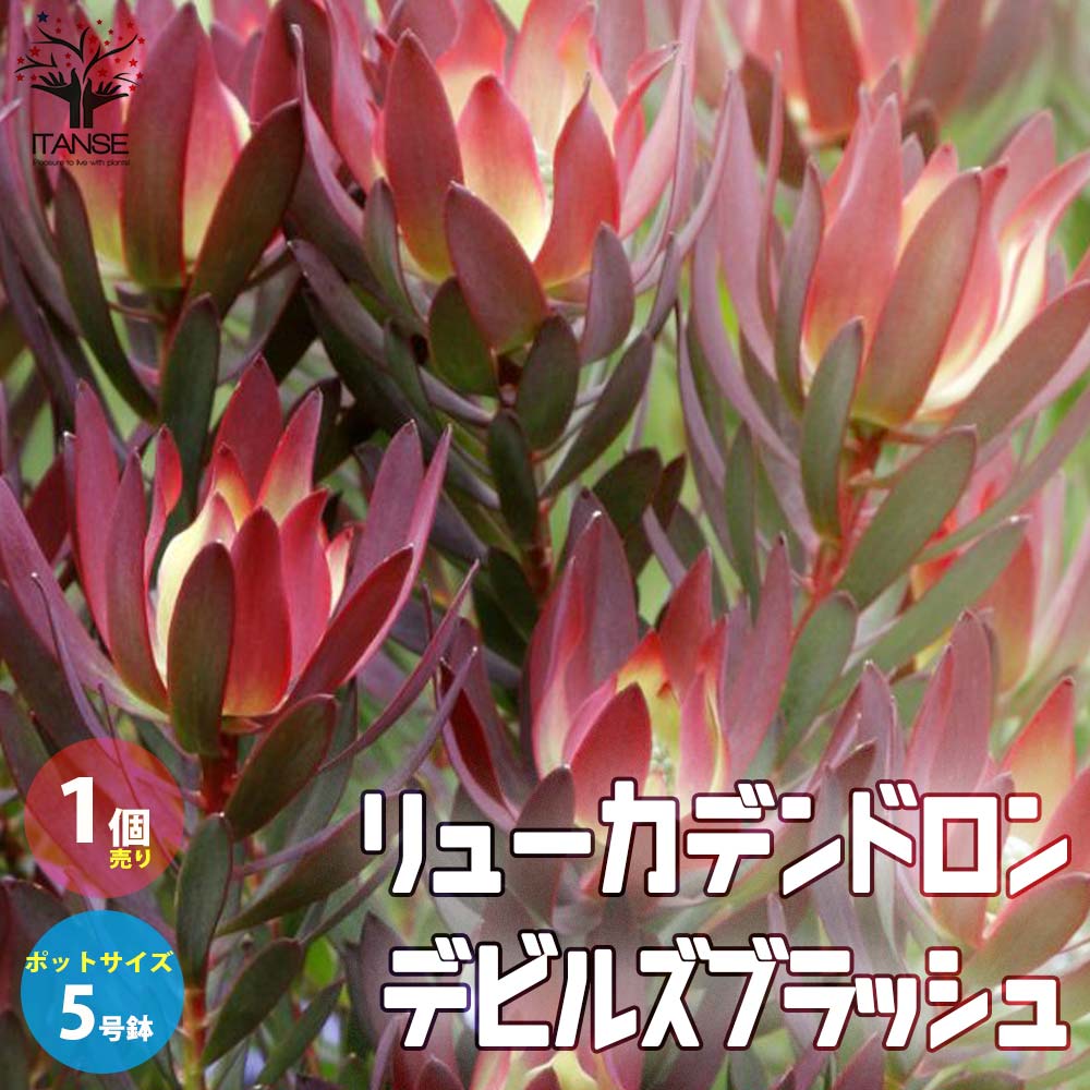 リューカデンドロン・デビルズブラッシュ 【庭木 5号鉢 花木苗／1個