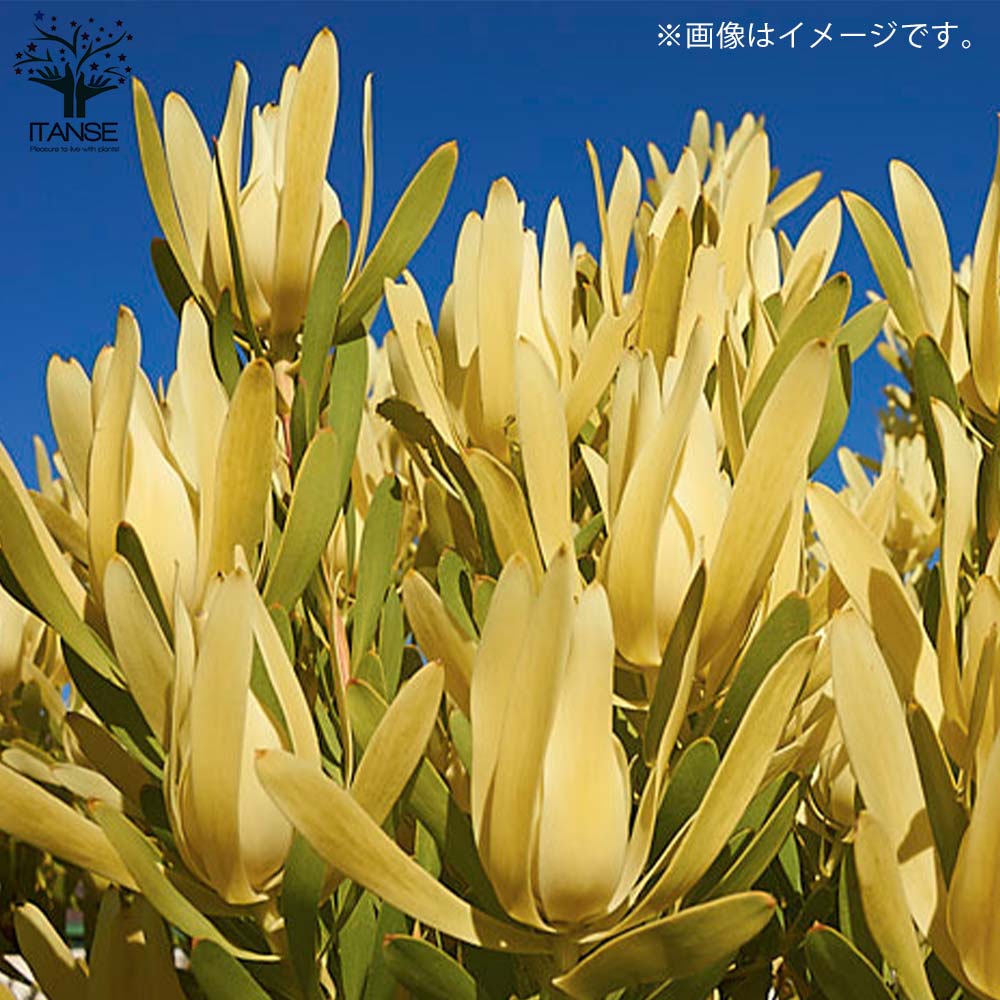 リューカデンドロン・イエローデビル 【庭木 5号鉢 花木苗／1個売り