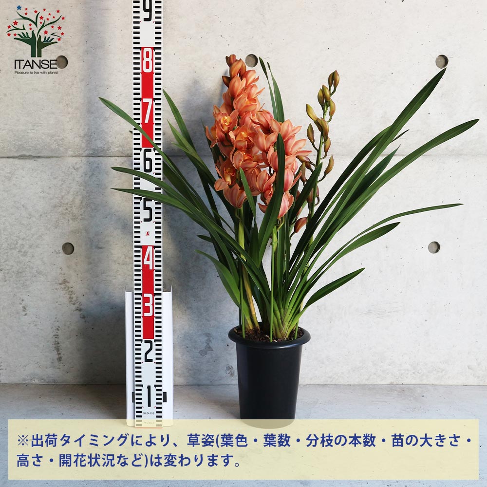 まさまる シンビジューム シンビジウム 6.5号 4本立 エレガントレディ