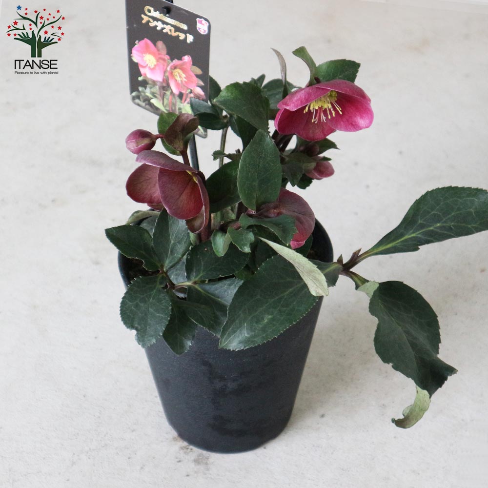 クリスマスローズ アンナズレッド【花苗 5号ポット苗／1個売り