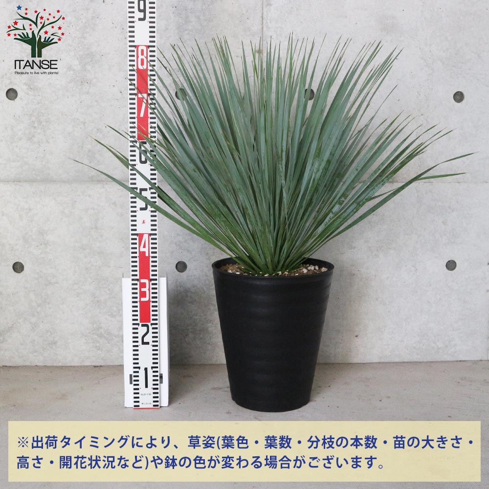 ユッカ・ロストラータ【観葉植物 10号鉢：リビングやオフィス向き