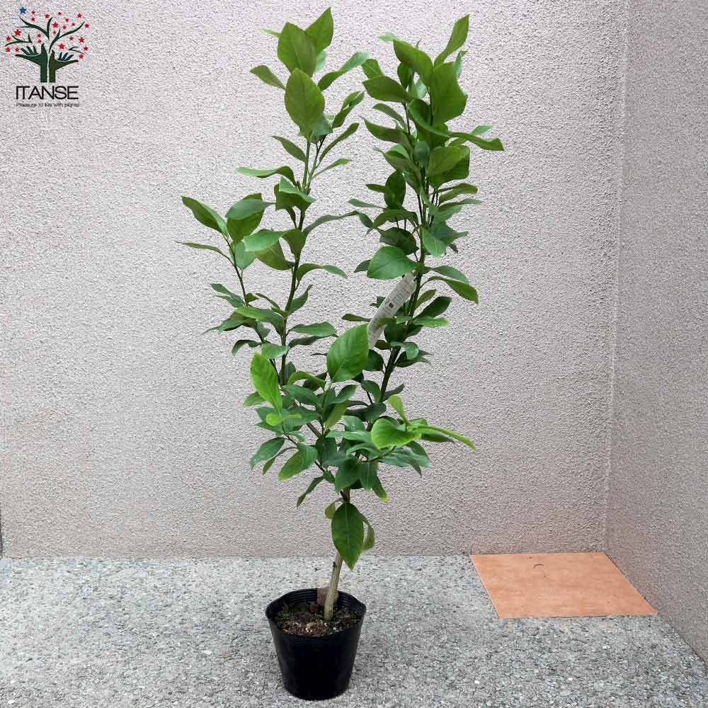 レモンの苗木 四季成り アレンユーレカレモン 今年から実がなる率が