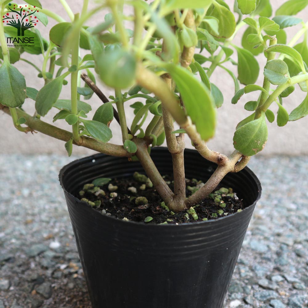 マンジェリコンの苗 マンジェリコン(ポルトジンユ)ボルトジンユ