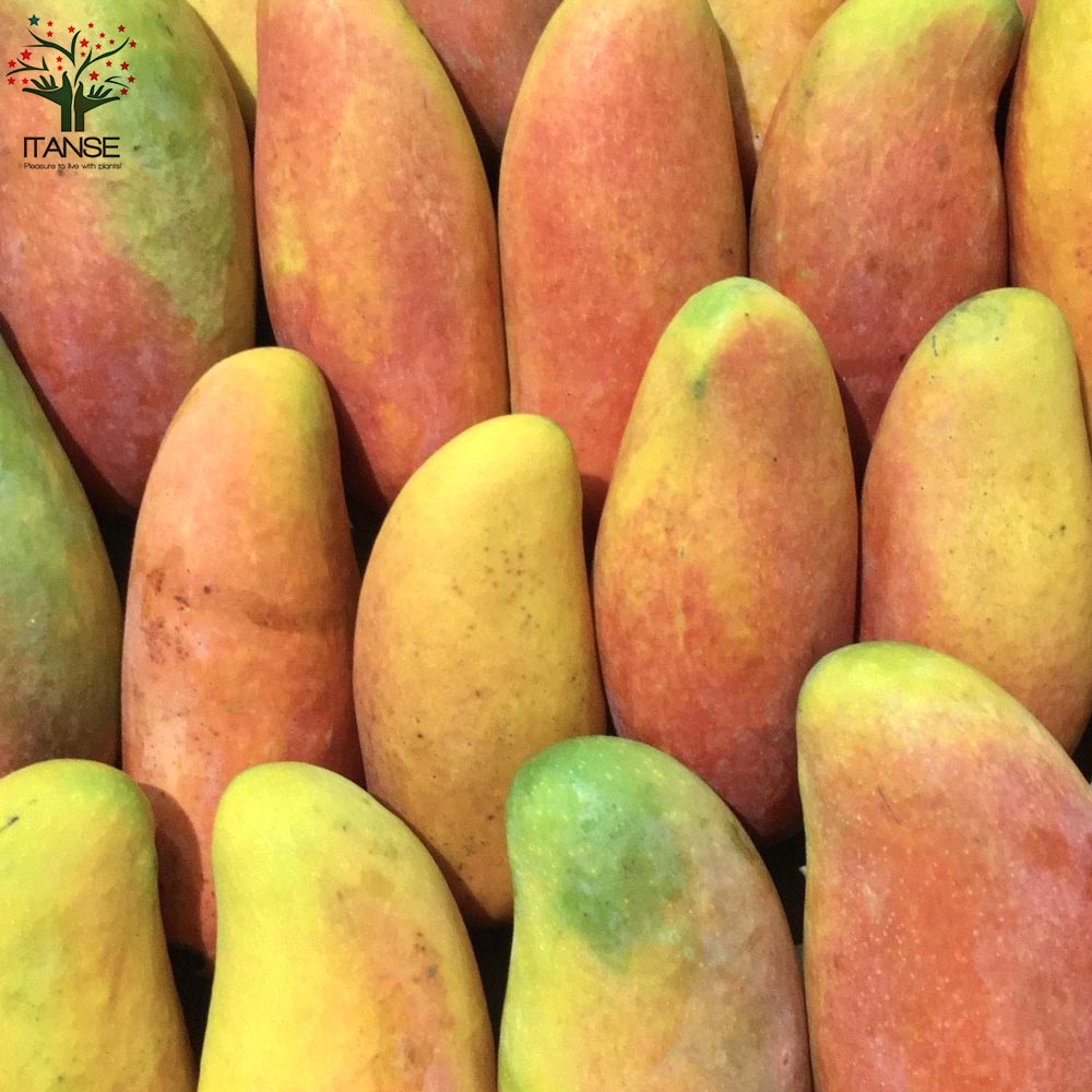 マンゴーの苗木 マハチャノック (鉢植え苗なので年中植付け可能)【果樹