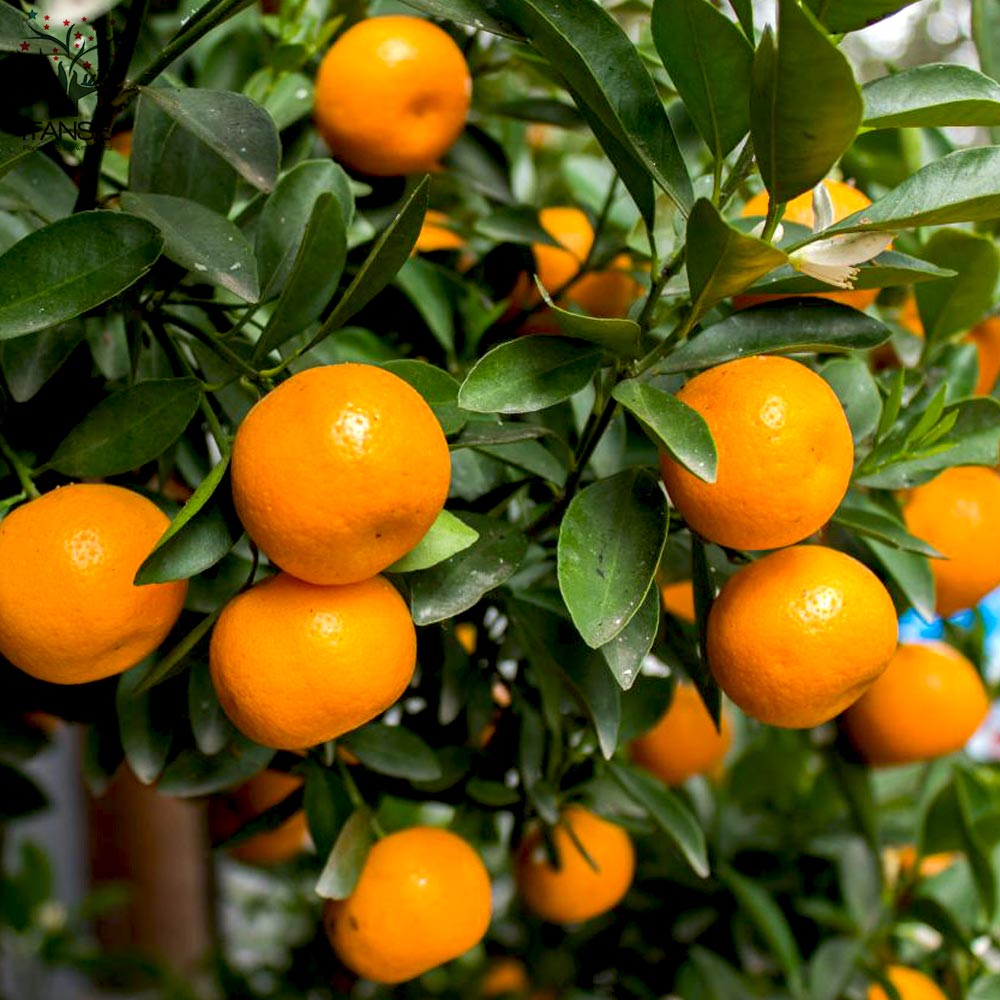 柑橘の苗 ポンカン【果樹の苗木 7号鉢 3年生 接木苗／1個売り