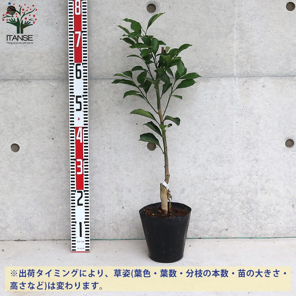 みかんの苗 はるか【果樹の苗木 12～15cmポット 1～2年生 接木苗／1個