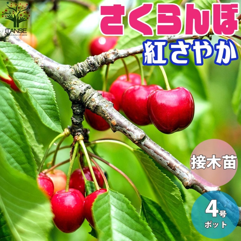 さくらんぼの苗木 ナポレオン【果樹苗 2年生 接木苗12～15cmポット／1