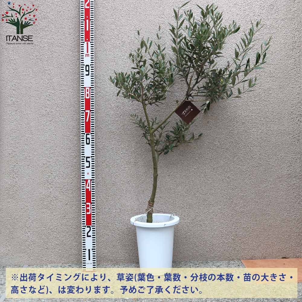 オリーブの苗木 マンザニロ 幹が太くしっかりした大苗【果樹の苗木 7号