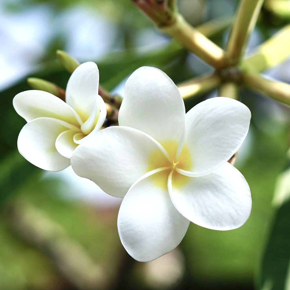 プルメリアの苗 熱帯花木苗【庭木 5号鉢／1個売り】｜ 【植物の