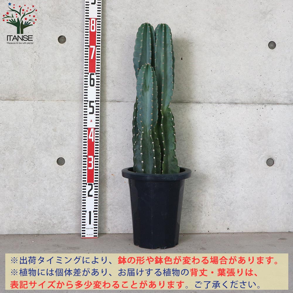 サボテン 柱サボテン ”鬼面閣”（きめんかく）リビングやオフィス向き