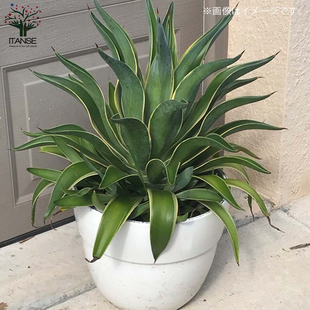 アガベ・ベネズエラ バリエガータ ドライガーデン向き植物【多肉植物 6