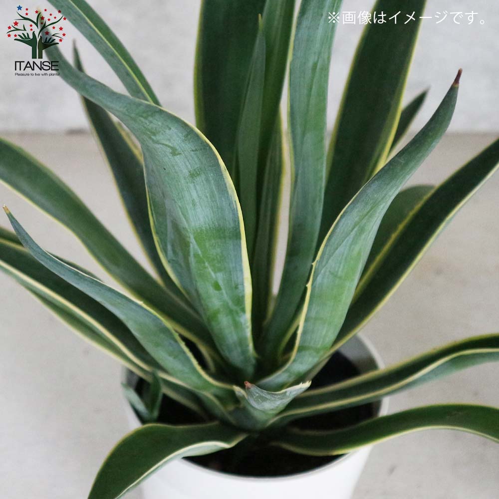 アガベ・ベネズエラ バリエガータ ドライガーデン向き植物【多肉植物 6